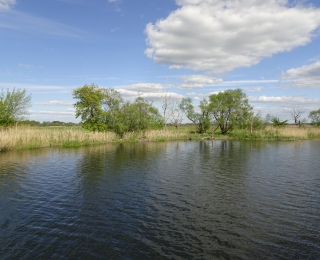 Blick vom Fluss aus in die Aue mit Röhricht und einzelnen Weiden